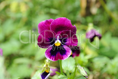 violet flower