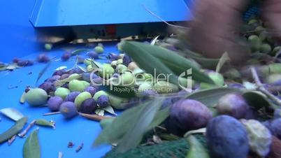 Defoliation of Olives (1)