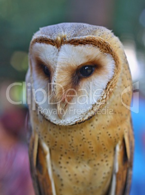 Portrait of Barn Owl rests on a fence post