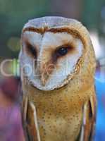 Portrait of Barn Owl rests on a fence post