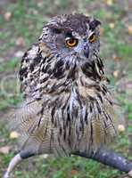 Great wild Horned Owl Portrait with golden eyes