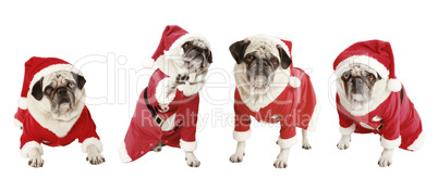 four pugs as Santa Claus