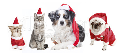Dogs and Cat Christmas