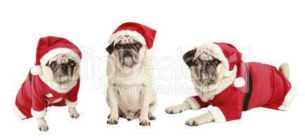 three pugs as Santa Claus