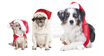 three dogs Christmas