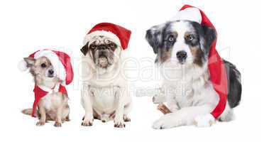 three dogs Christmas