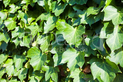 Many leafs of ivy cover a wall