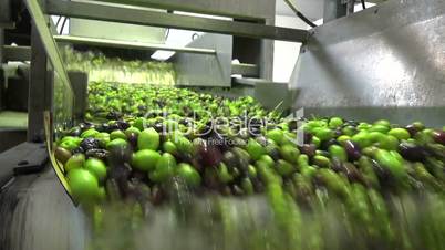 Washing Olives (3)