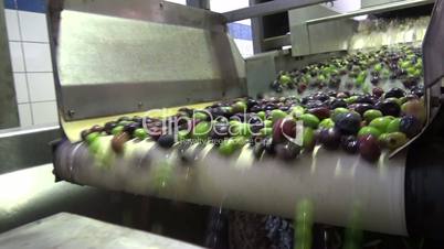 Washing Olives (4)