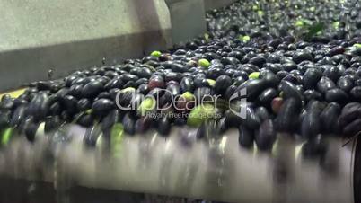 Washing Olives (7)