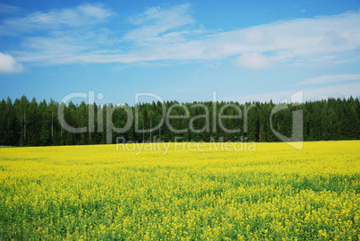 Country landscape with yellow rape field.