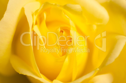 Soft yellow rose