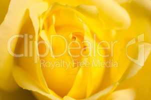 Soft yellow rose