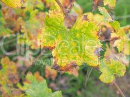 Vitis plant leaf