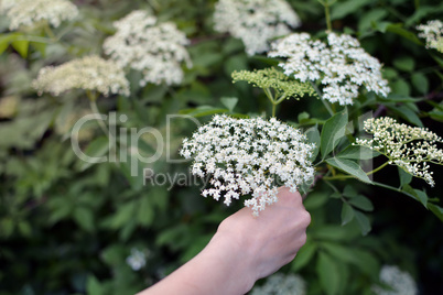 Hand picking sambucus