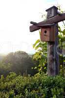 Bird house in nature