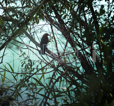 Bird silhouette in a bush