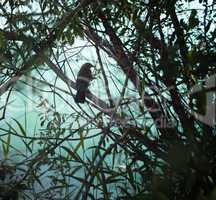 Bird silhouette in a bush