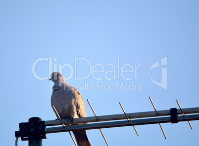 Bird on antenna