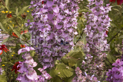 Blue Carpenter Bee