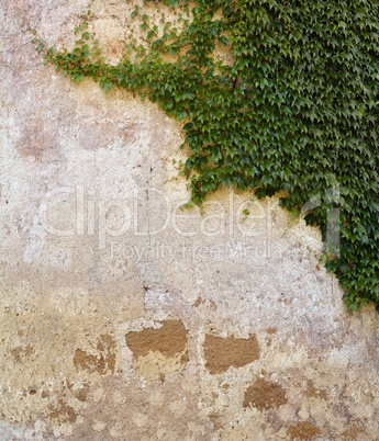 Ivy on older wall