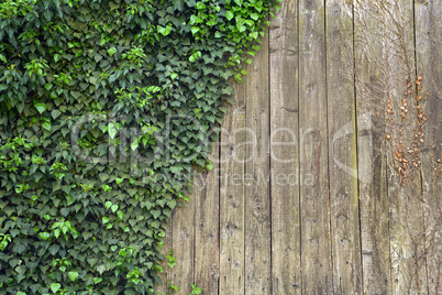 Ivy on wood