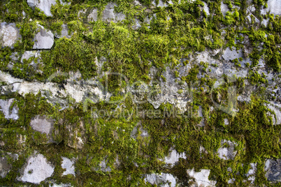 Moss texture