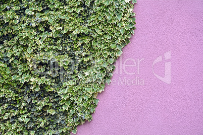 Ivy on the wall