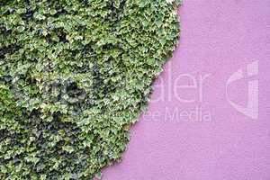 Ivy on the wall