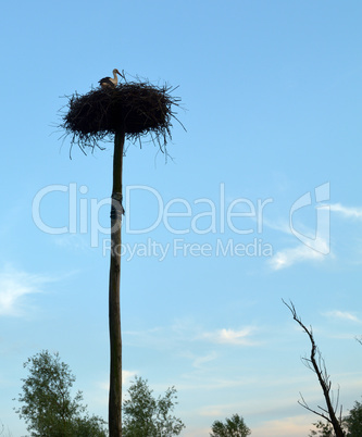 Stork in nest