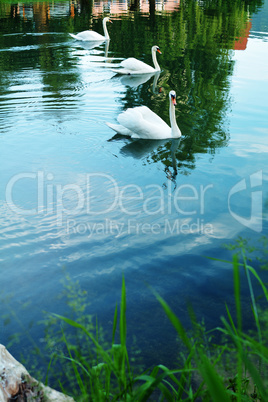 Group of swans