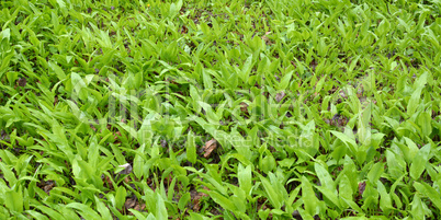 Wild garlic Wild garlic