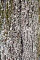 Old pear tree texture