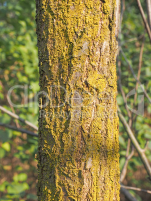 Tree bark