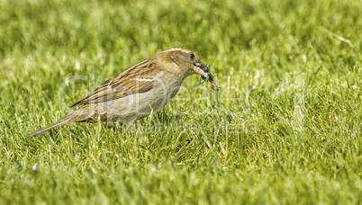Sparrow eating an insect