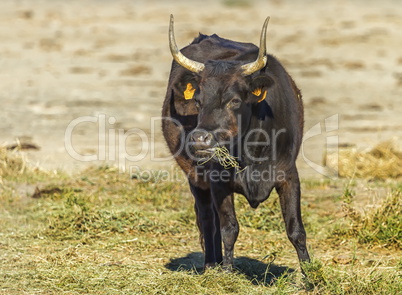 Camargue cattle breed