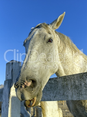 Portrait of Camargue horse tongue out, France