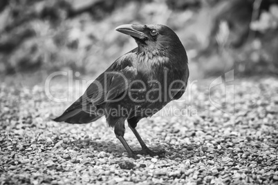Common raven, corvus corax