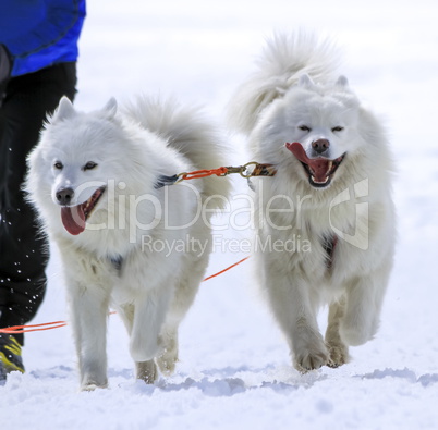 Sled samoyed dogs in speed racing, Moss, Switzerland