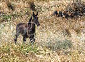 Brown foal