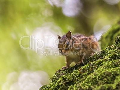 Siberian or common chipmunk squirrel, eutamias sibiricus