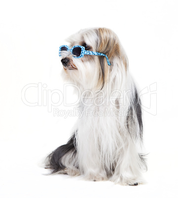 small dog with sunglasses