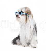 small dog with sunglasses
