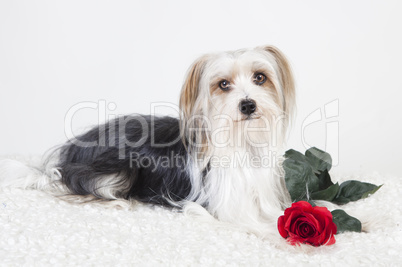 Little Dog with Rose