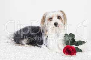 Little Dog with Rose