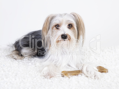 lhasa apso mongrel