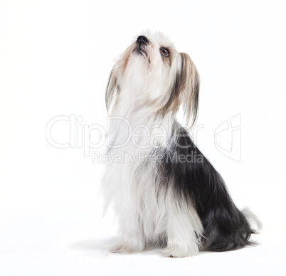 sitting dog with long fur