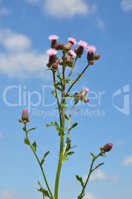 Acker-Kratzdistel (Cirsium arvense)