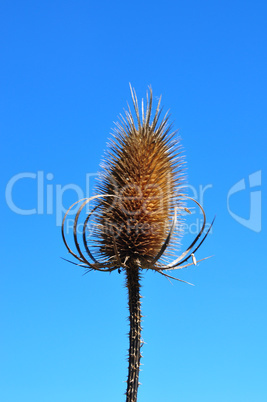 Wilde Karde (Dipsacus fullonum)