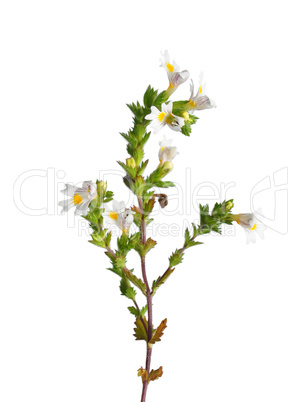 Augentrost (Euphrasia officinalis)